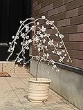 桜盆栽　【しだれ富士桜】