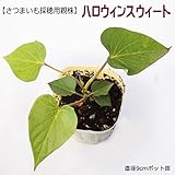 【 さつまいも採穂用 親株 】 ハロウィンスウィート 9cmポット さつまいも 苗 サツマイモ