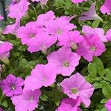 ランドスケープペチュニア：桃色吐息3.5号ポット3株セット[人気品種さくらさくらの枝変わり] ノーブランド品