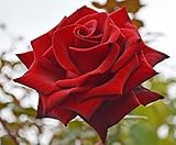 バラ苗 ミスターリンカーン 国産大苗6号スリット鉢 ハイブリッドティー(HT) 四季咲き大輪 赤系