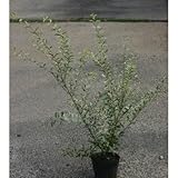 シルバープリペット5号ポット