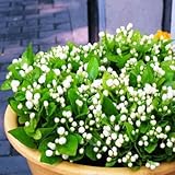 20 seeds/pack Balcony potted jasmine flower seeds easy to plant seeds seasons sowing flowers