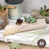 (観葉)私のオアシス ～多肉寄せ植え 流星木 M～(1個) 本州・四国限定[生体]