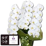 【胡蝶蘭専門店はなやか】胡蝶蘭 白大輪 3本立ち 33輪以上 生花 生産直売 ※ラッピング、札は『ギフト設定』をしてください