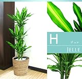 【9種類から選べる】8号サイズ観葉植物　鉢カバー付き (ドラセナ　ジェレ)