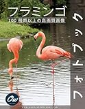 フラミンゴ: フォトブック