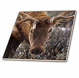 Danita Delimont – 動物 – 米国、ワイオミング、イエローストーン国立公園。クローズアップのBull Elk。 – タイル 6-Inch-Ceramic ct_231854_2