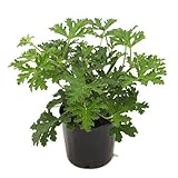 (観葉) ハーブ苗 カレンソウ(蚊連草) 3号(お買い得3ポットセット) 虫除け植物 家庭菜園 本州・四国限定[生体]