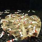 【ネグロの誘惑】高濃度フルボ酸漬け マジックリーフ ビーシュリンプに最適 (5枚)