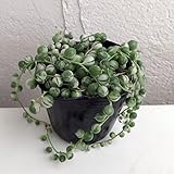 グリーンネックレス：斑入り3号ポット2株セット ノーブランド品