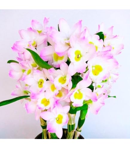 洋ラン バルボフィラム エリザベス アン 'バックルベリー '株分け苗 花芽付き 洋ラン バルボフィラム エリザベス アン 'バックルベリー '株分け苗