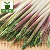 行者ニンニク（アイヌネギ）1芽植え3号ポット4株セット[人気の山菜] ノーブランド品