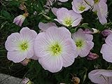 花の種子ピンクイブニングプリムローズ（ヒルザキツキミソウ）多年生植物