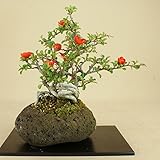 いよじ園 【】 長寿梅 赤花 石付 小品サイズ 【雑木盆栽】いよじ園