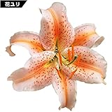 国華園　ユリ　花ユリ　サーモンスター　10球【※発送が国華園からの場合のみ正規品です】