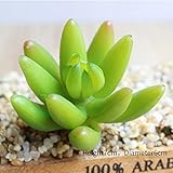 ミニ多肉植物 　人工植物 　自然に親しむ 飾り物 癒しの グリーン 多肉(#8,#8)