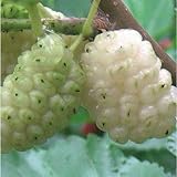 マルベリー（桑）：ペルシャンホワイト5号ポット[糖度が高い白実食用クワ」][果樹苗木] ノーブランド品