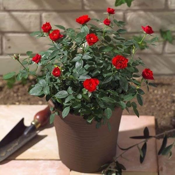 Amazon 日比谷花壇 花鉢 ミニバラ コンテナ 赤 寄せ植え ギフト プレゼント 誕生日 記念日 観葉植物 オンライン通販