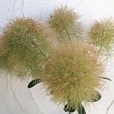 スモークツリー：ヤングレディ4号ポット[小型で、若木のうちから開花します]