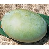 ポポー苗木 ミッチェル(接木2年生)