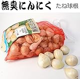 無臭にんにく 球根種子 1kg