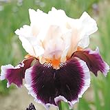 国華園 ジャーマンアイリス クリムゾンクラウド 1株【※発送が国華園からの場合のみ正規品です】