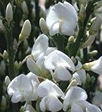 Cytisus multiflorus - White Spanish broom - 10 seeds