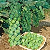 芽キャベツ 苗 早生子持 わせこもち 5ポットセット