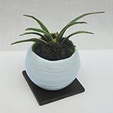 [ギフトに]万年青 （おもと）：群雀（ムラスズメ）白丸型陶器鉢Sサイズ植え・角受け皿付き