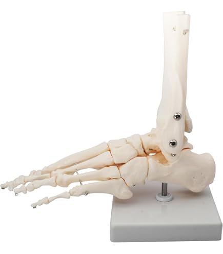 足骨格模型 人体模型 足の骨 足の指 SUPER FEET ソムソ社製SOMSO 足骨格模型 人体模型 足の骨 足の指 SUPER FEET ソムソ社製