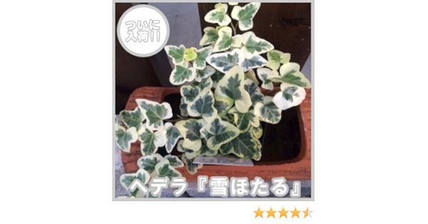 Amazon ヘデラ 雪ほたる 斑入りヘデラ ユキホタル カラーリーフ 観葉植物 ポット苗 寄せ植え 観葉植物 オンライン通販