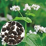【メール便配送】国華園　野菜たね　緑肥・景観作物　そば　春のいぶき　1袋(1kg)【※発送が国華園からの場合のみ正規品です】
