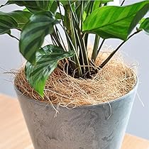 その他観葉植物 CoCo coco (@_coco.plants) • Instagram photos and videos