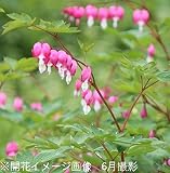 山野草:桃花ケマンソウ(タイツリソウ) 9cmポット苗5ポットセット【紫桜館山の花屋】
