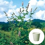 アップル ミント 栽培 セット / ハーブ / 軽量 プラスチック 鉢 プランター / アイボリー
