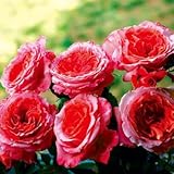 ギヨーローズ：アンスティチュ・ルミエール大苗角鉢植え[繰り返し咲き] ノーブランド品