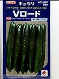 キュウリ　Ｖロード　タキイ交配　タキイのキュウリ種です　　（グリーンデポ）
