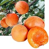 国華園　果樹苗　おひさまアンズセット　2種2株【※発送が国華園からの場合のみ正規品です】