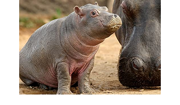 Amazon Co Jp 特大 ポスター カバの銃口の赤ちゃん 壁紙ウォールステッカーポスター 594x4mm ホーム キッチン