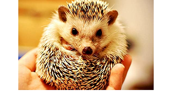 Amazon Co Jp A3 ポスター ハリネズミ手のひらいばら銃口 壁紙ウォールステッカーポスター A3 4x297mm Diy 工具 ガーデン