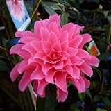 椿(ツバキ)の苗木 ピンクダリア(接木苗)