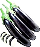 野菜苗!家庭菜園に向く最新多収穫すずなりトロトロ長ナス"すずなりナス"9cmﾎﾟｯﾄ苗【3個セット】即納