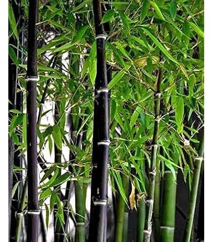 Amazon.co.jp: CHUXAY GARDEN 110粒 ピンク ロビニア プスドアカシア