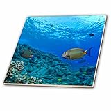 CT _ 89954 Danita Delimont – 魚 – 魚、ハワイ – us12 sws0169 – Stuartウェストモーランド – タイル 8-Inch-Glass ct_89954_