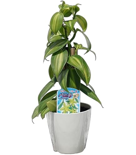 Amazon｜観葉植物 バニラビーンズの苗 斑入り D｜観葉植物 オンライン通販