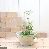 (ビオトープ/水辺植物)インスタント・ビオトープ(寄せ植え)(1鉢) +睡蓮鉢 320 ウォームベージュ 説明書付 沖縄不可 本州・四国限定[生体]