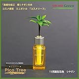 【ミニチュア観葉植物】「ピコツリー　ナギの木」コスメ感覚ミニボトル「コスメリーフ　11月誕生石色　シトリン」付き　【土なし　清潔　水やり簡単　セラハイト】　　「NHK大河ドラマ　女城主　直虎」で「愛し