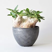 Amazon.co.jp: 【種子】 Pachypodium Gracilius◇パキポディウム