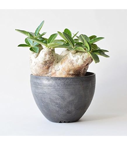 パキポディウムグラキリス　二頭　多頭　現地球　塊根植物　コーデックス Amazon.co.jp: パキポディウム グラキリス 二頭 多頭 現地球
