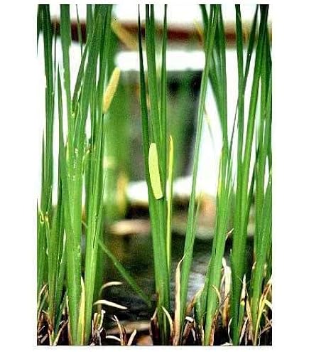 Neko様 売約済みです。耐寒宿根草 菖蒲湯用の菖蒲です。 22-4(5) Amazon|(山野草)ニオイショウブ(香り菖蒲)(1ポット分